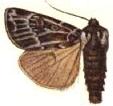 <i>Agrotis characteristica</i> Species of moth