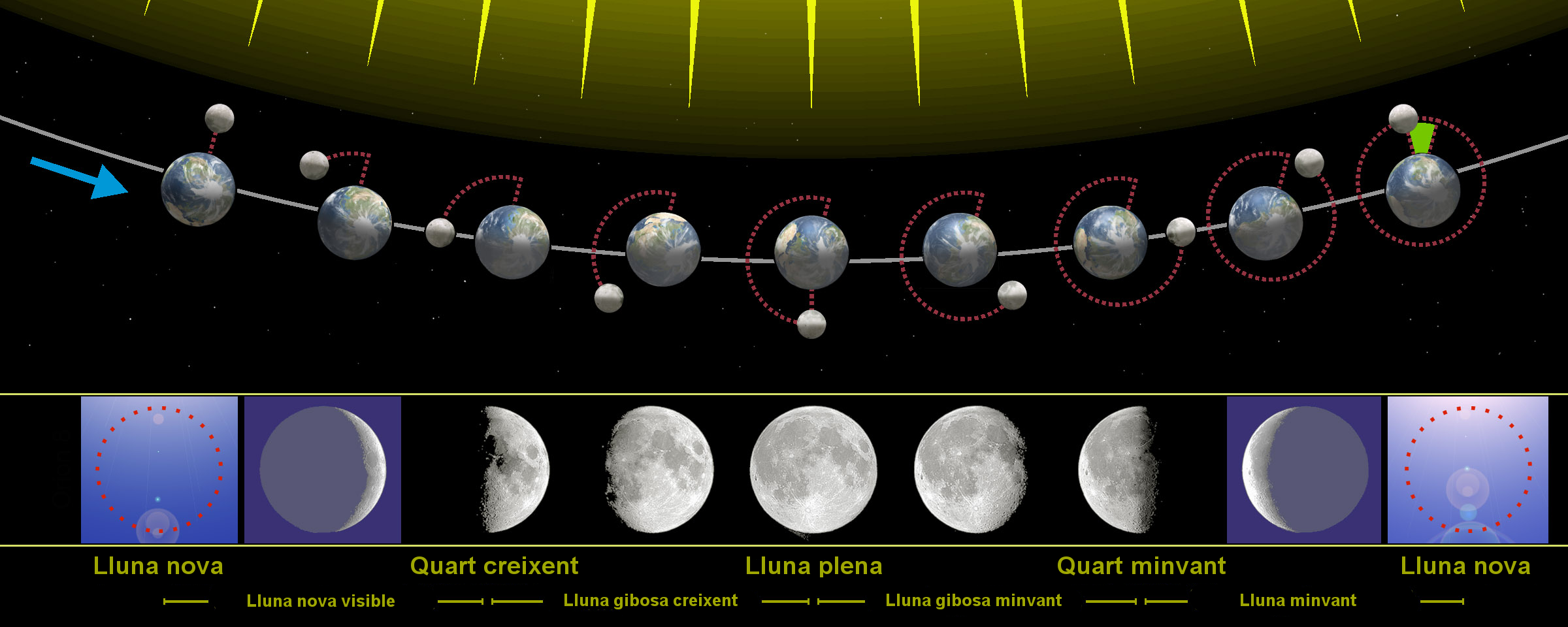 File:Phases of the Moon.png - Wikimedia Commons