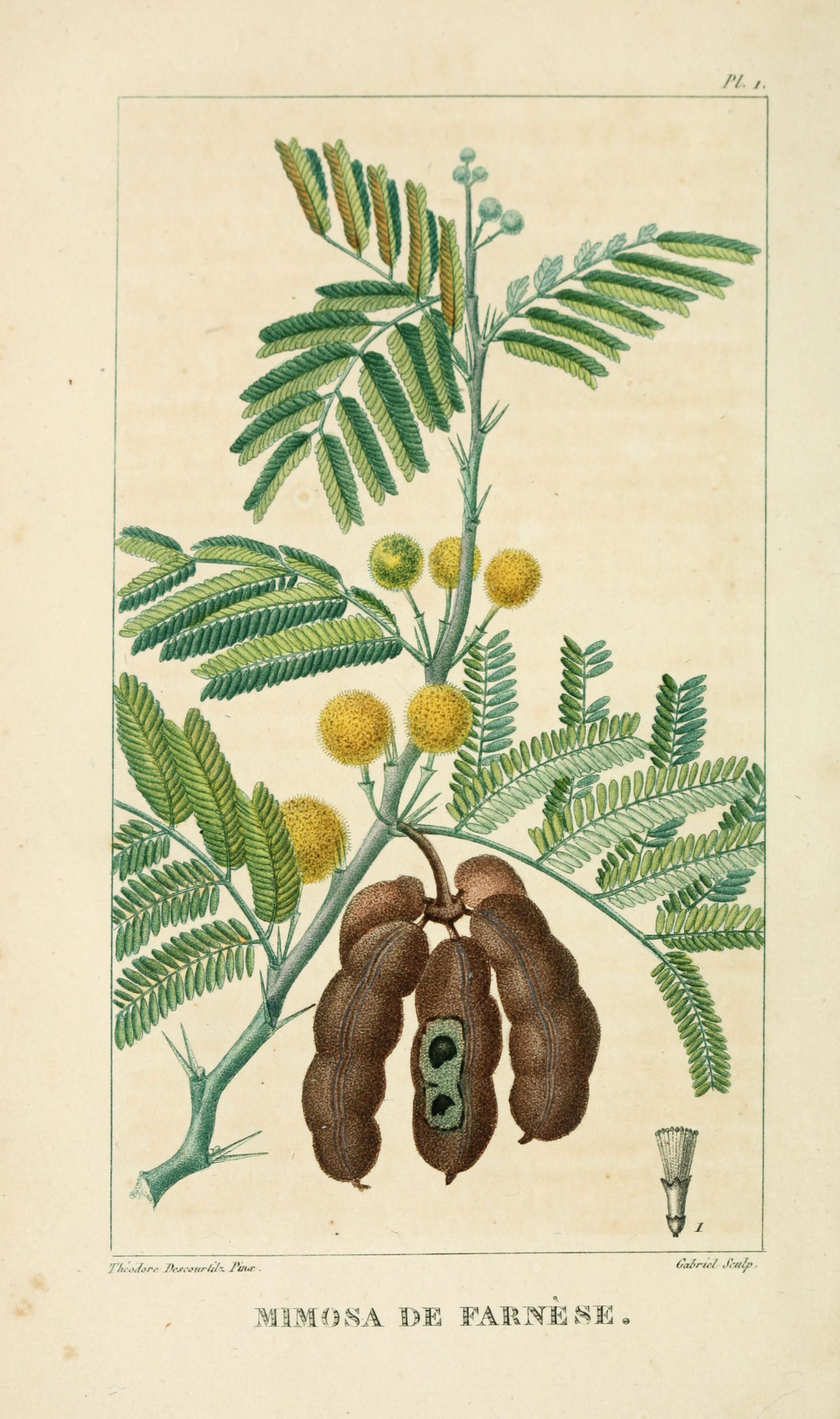 huizache Acacia Farnesiana Vachellia Sweet Acacia 10 semillas Mimosa 