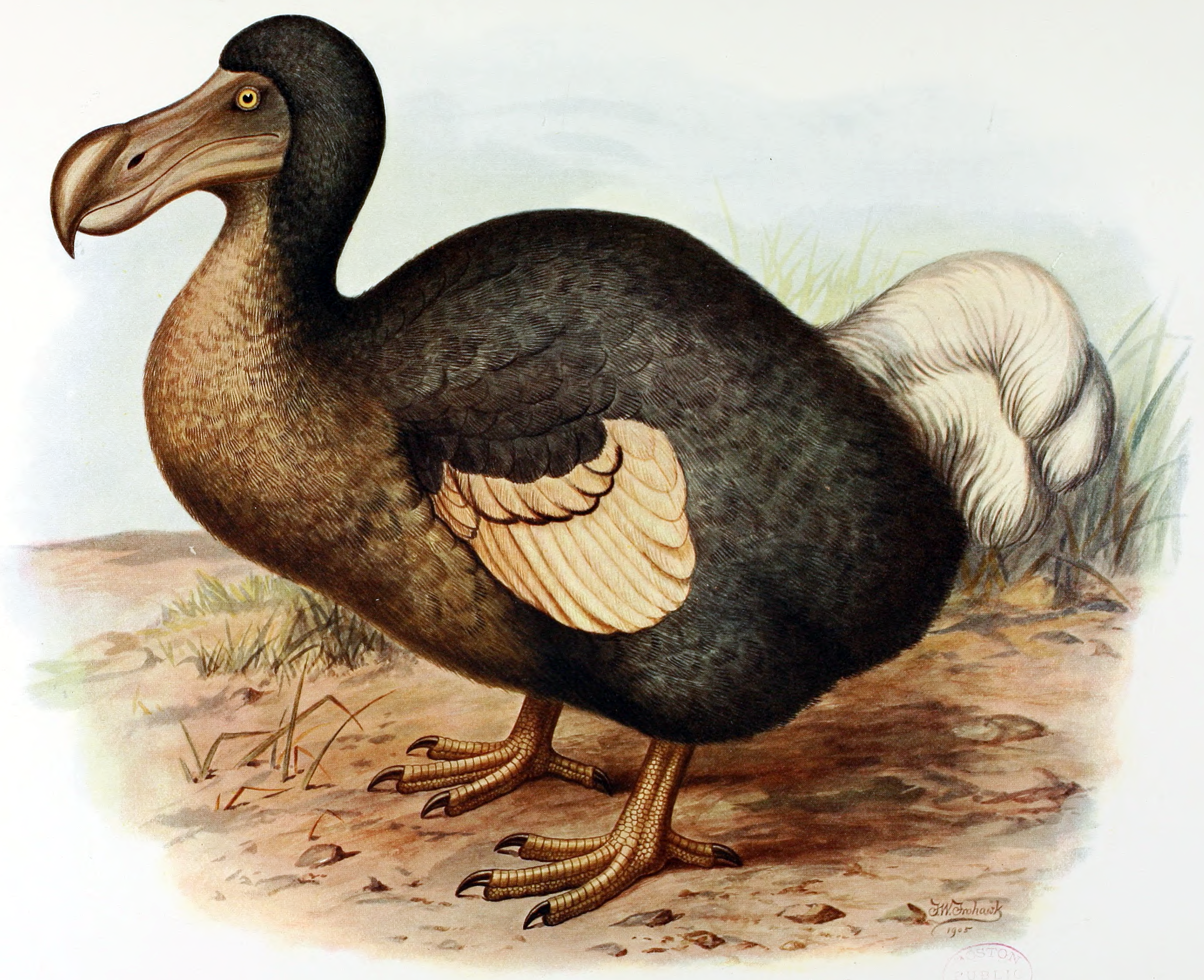 Dodo Wikipedia