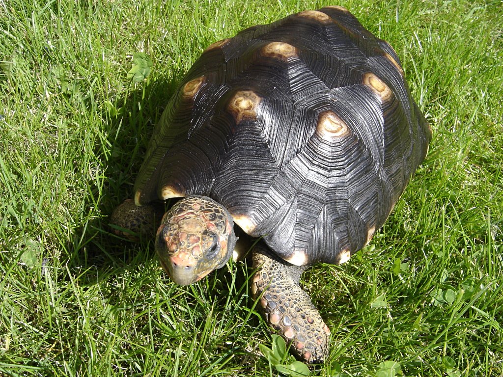 Tortue Charbonniere A Pattes Rouges Wikipedia