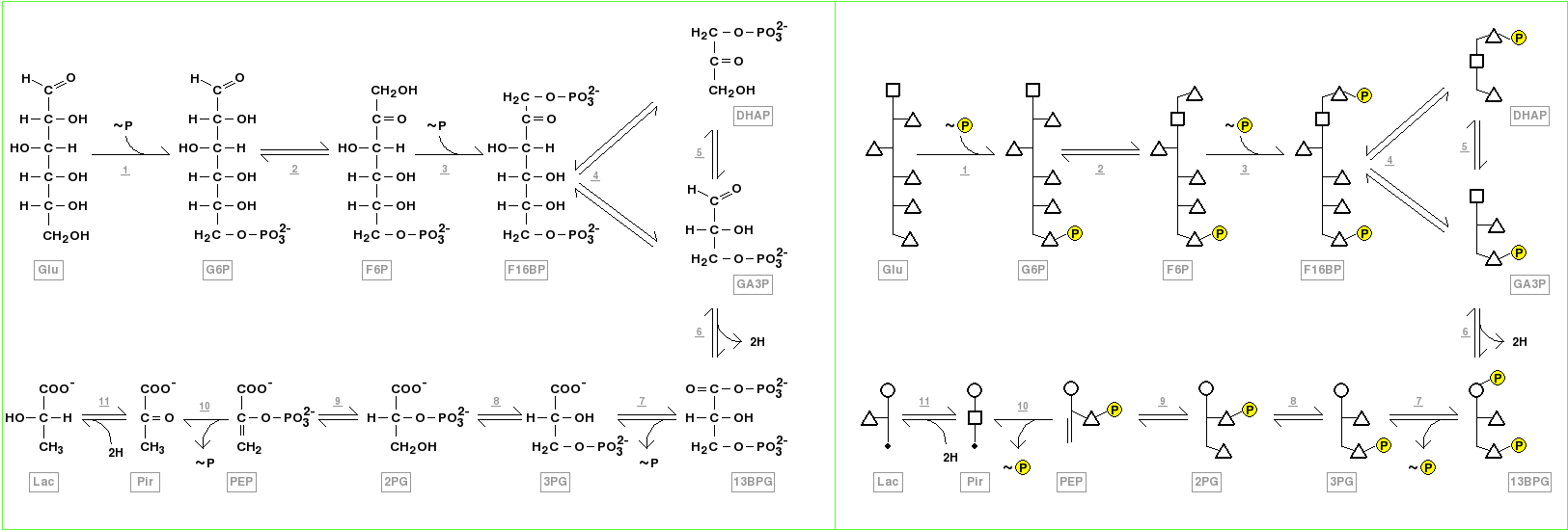  Glycolysis - Structure of anaerobic glycolysis components showed using Fischer projections, left, and polygonal model, right. The compounds correspond to glucose (GLU),  glucose 6-phosphate (G6P), fructose 6-phosphate (F6P), fructose 1,6-bisphosphate ( F16BP), dihydroxyacetone phosphate (DHAP), glyceraldehyde 3-phosphate(GA3P), 1,3-bisphosphoglycerate (13BPG), 3-phosphoglycerate (3PG), 2-phosphoglycerate (2PG), phosphoenolpyruvate (PEP), pyruvate (PIR), and lactate (LAC). The enzymes which participate of this pathway are indicated by underlined numbers, and correspond to hexokinase (1), glucose-6-phosphate isomerase (2), phosphofructokinase-1 (3), fructose-bisphosphate aldolase (4), triosephosphate isomerase (5), glyceraldehyde-3-phosphate dehydrogenase (5),  phosphoglycerate kinase (7), phosphoglycerate mutase (8), phosphopyruvate hydratase (enolase) (9), pyruvate kinase (10), and lactate dehydrogenase (11). The participant coenzymes (NAD+, NADH + H+, ATP and ADP), inorganic phosphate, H2O and CO2 were omitted in these representations. The phosphorylation reactions from ATP, as well the ADP phosphorylation reactions in later steps of glycolysis are shown as ~P respectively entering or going out the pathway. The oxireduction reactions using NAD+ or NADH are observed as hydrogens “2H” going out or entering the pathway.