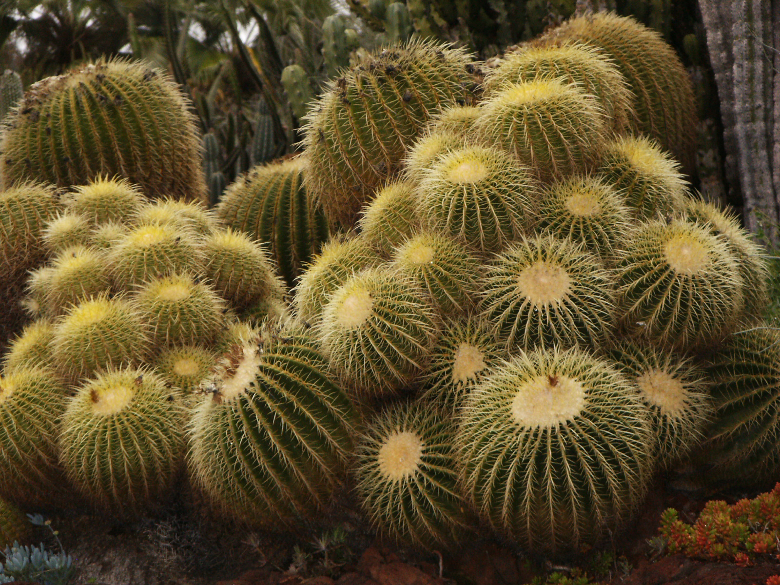 round cactus plants