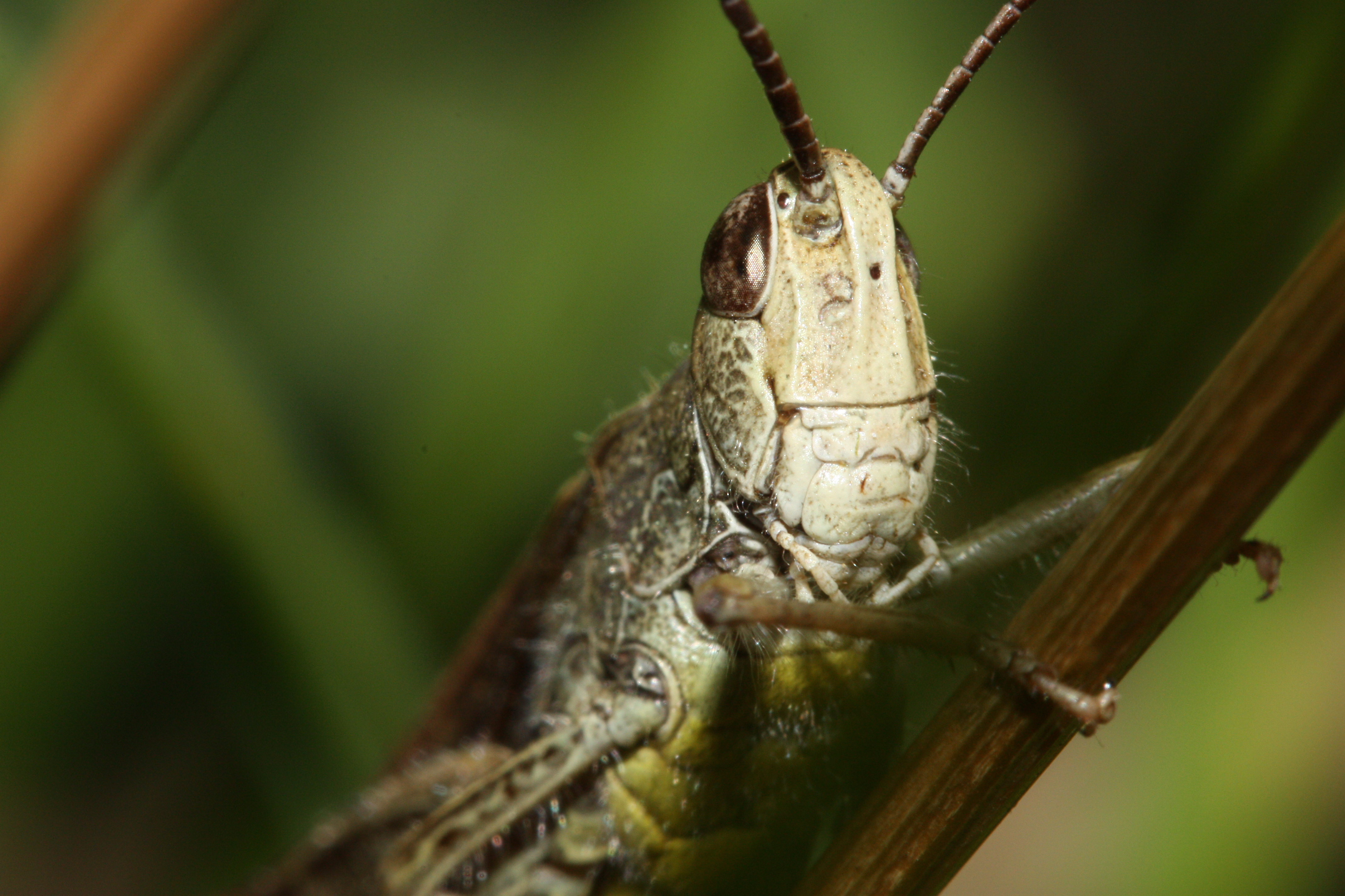 Grasshopper перевод узбекский