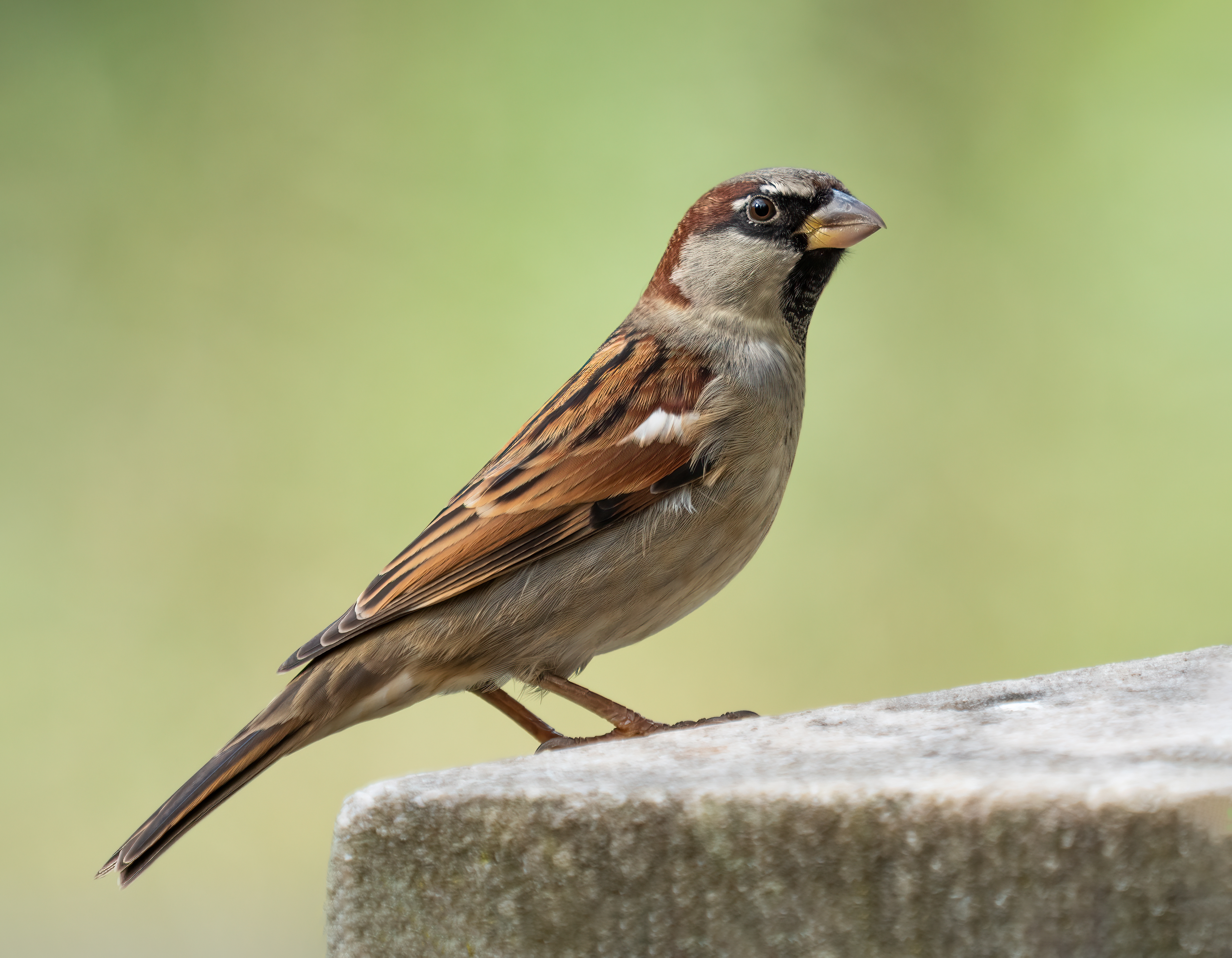 House sparrow - Wikipedia