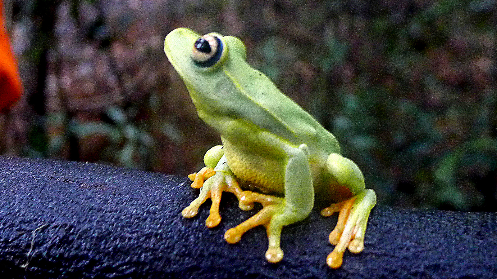 Hypsiboas albomarginatus (Spix, 1824) (19327940546).jpg