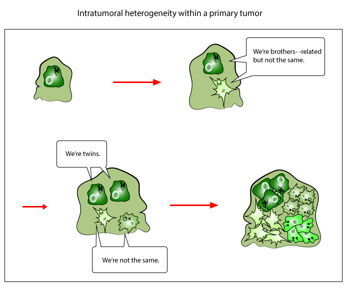 File:Intratumoral heterogeneity.jpg