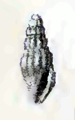 <i>Iredalea thalycra</i> Species of gastropod