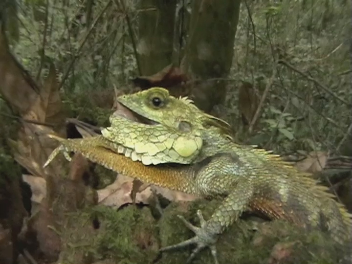 Kinabalu Crested Dragon (Hypsicalotes kinabaluensis) (6736953375).jpg