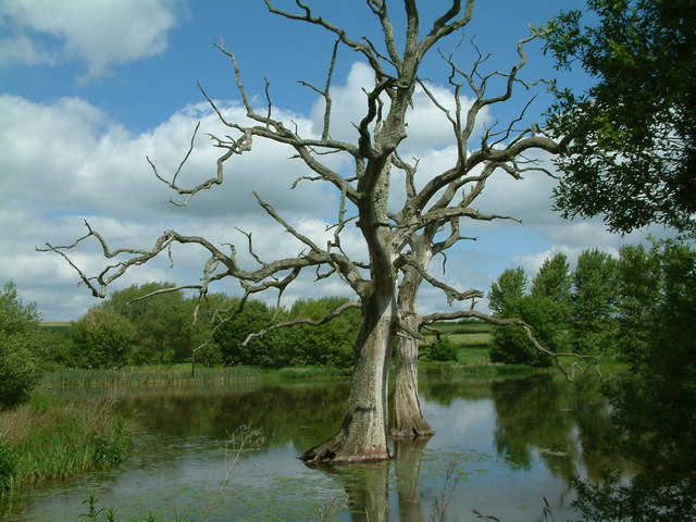 File:Lake and dead trees, Broadnymett, North Tawton, Devon - geograph.org.uk - 449409.jpg