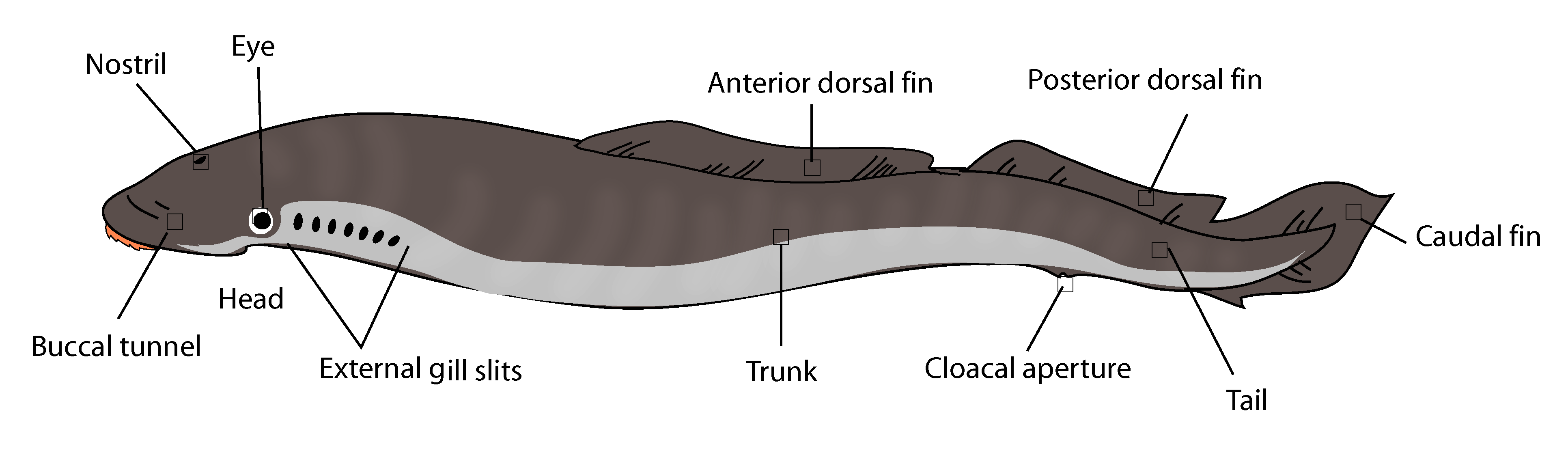 lamprey external anatomy