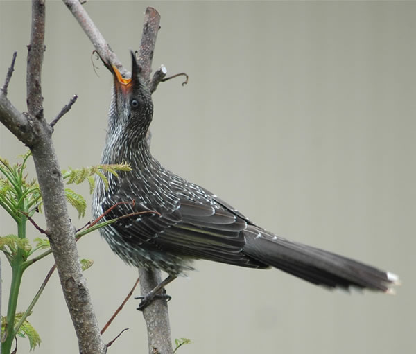 File:Littlewattlebird3.jpg