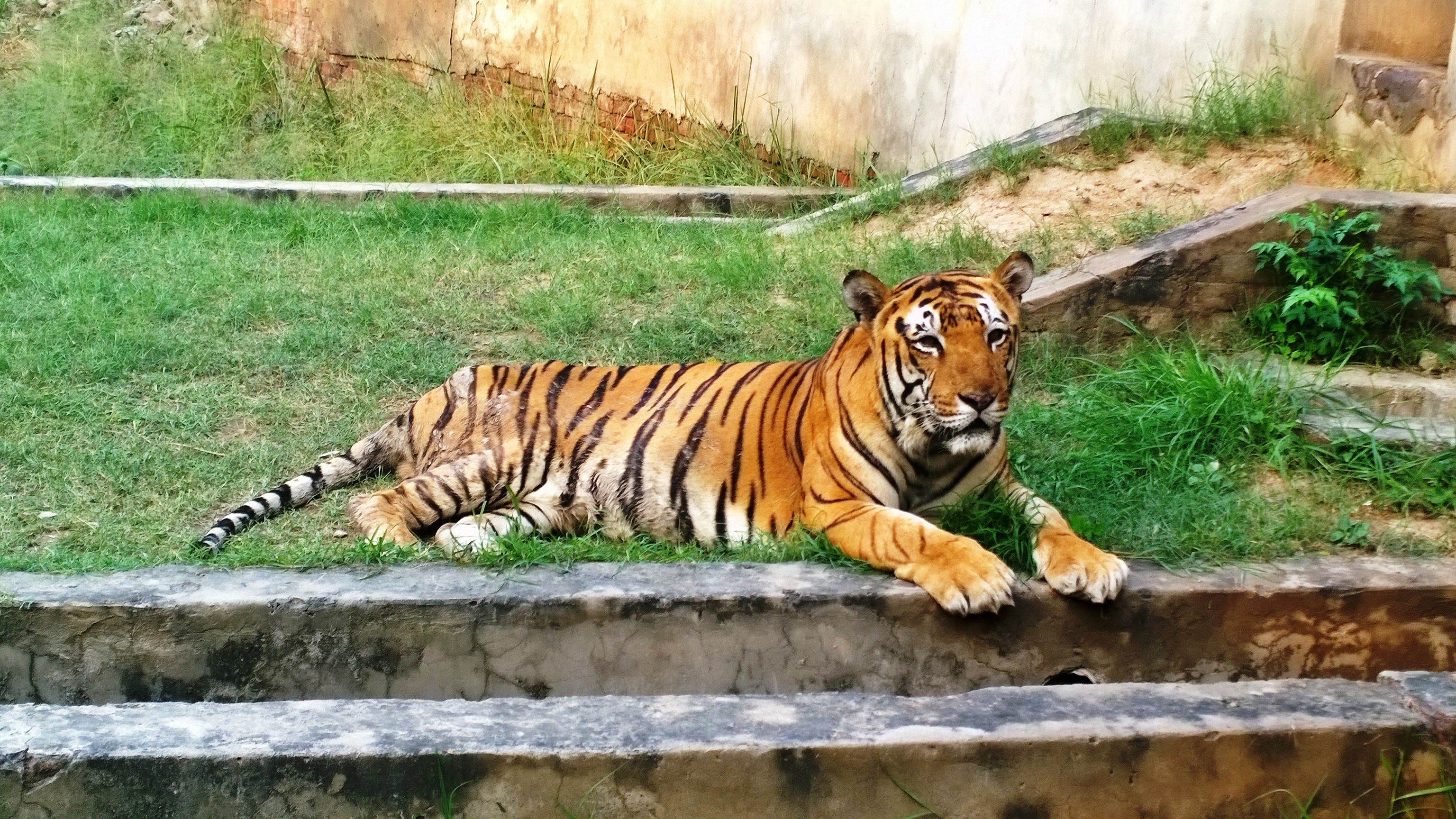 ludhiana zoo tiger safari photos