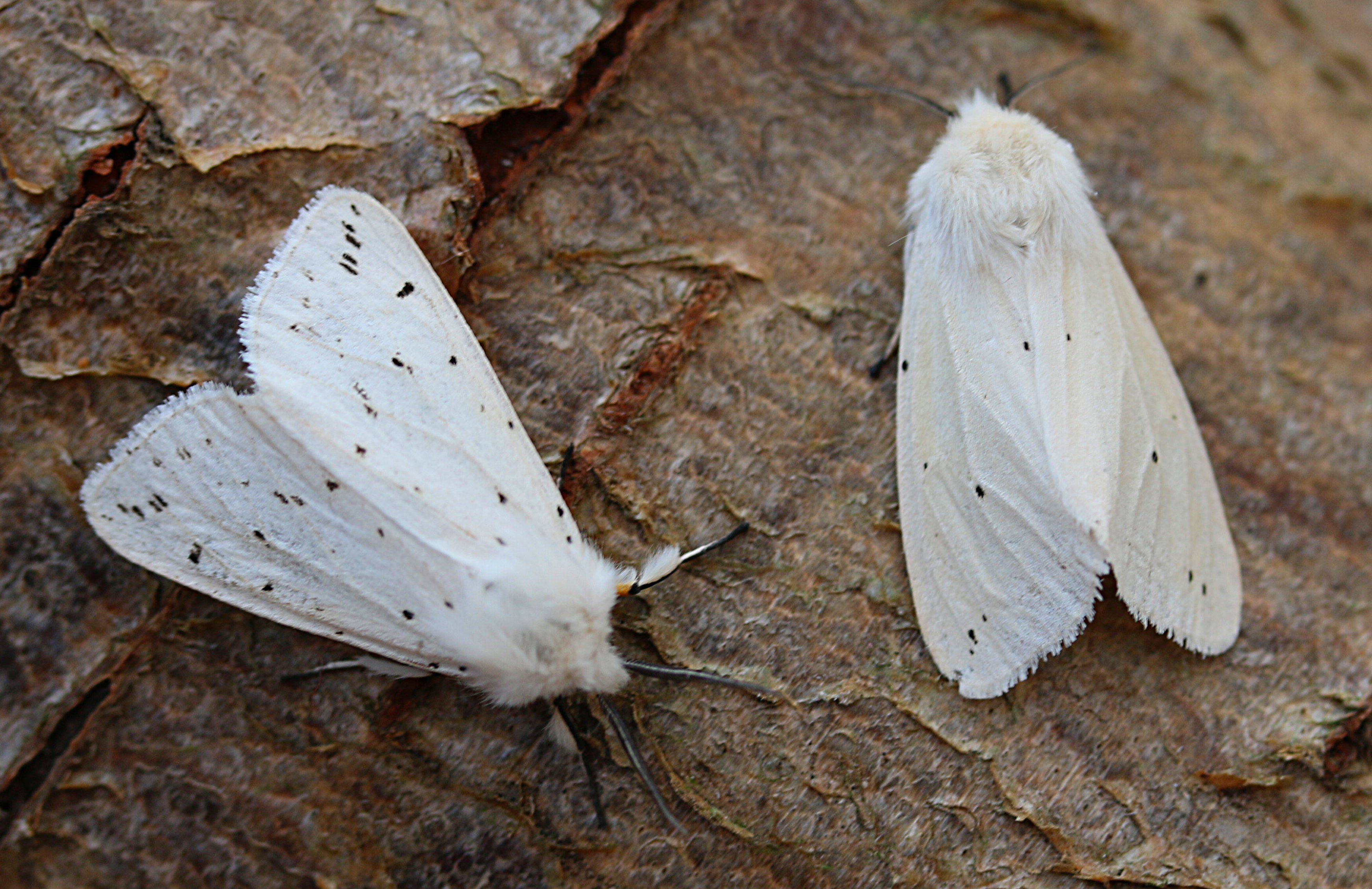 white ermine moth