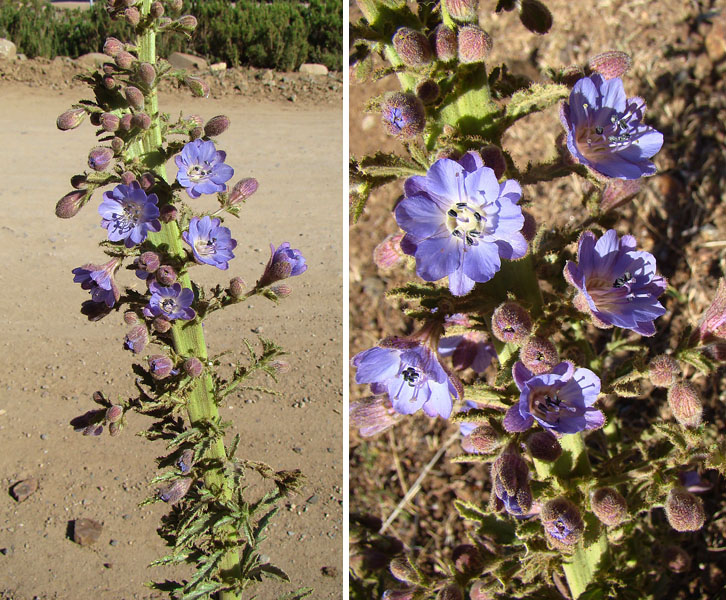 File:Malesherbia paniculata (8630024325).jpg