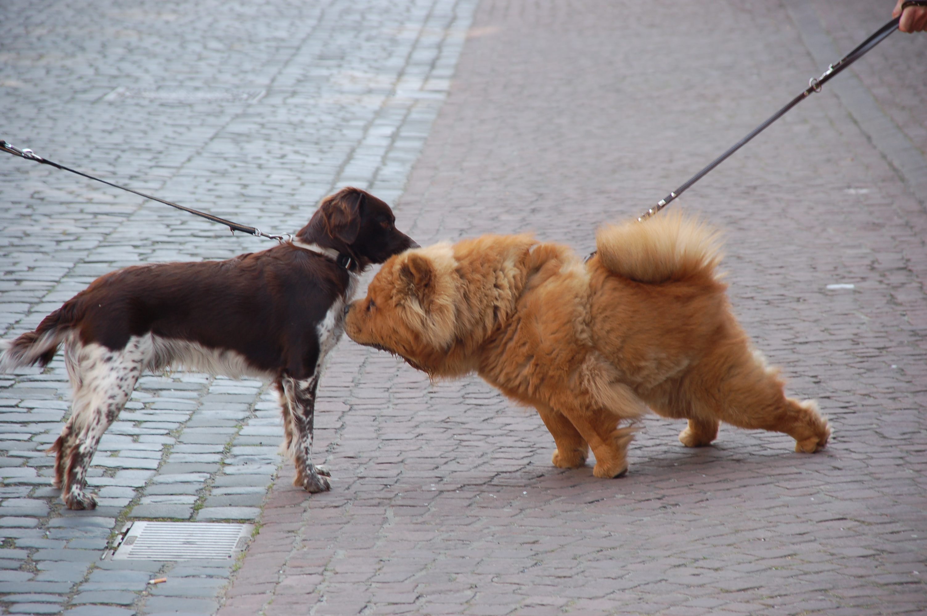 Примирение собак. Встреча собак. Поводок для собак. Встреча собак на прогулке. Две собаки знакомятся.