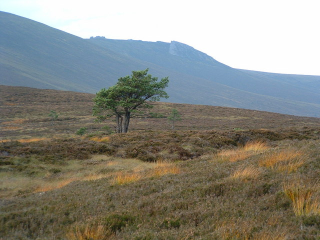 File:North face of Ben Rinnes - geograph.org.uk - 184679.jpg