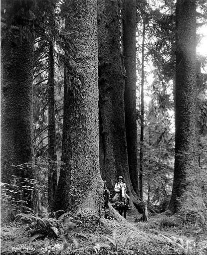 File:Old growth forest, Olympic Peninsula, Washington, ca 1925 (WASTATE 193).jpg