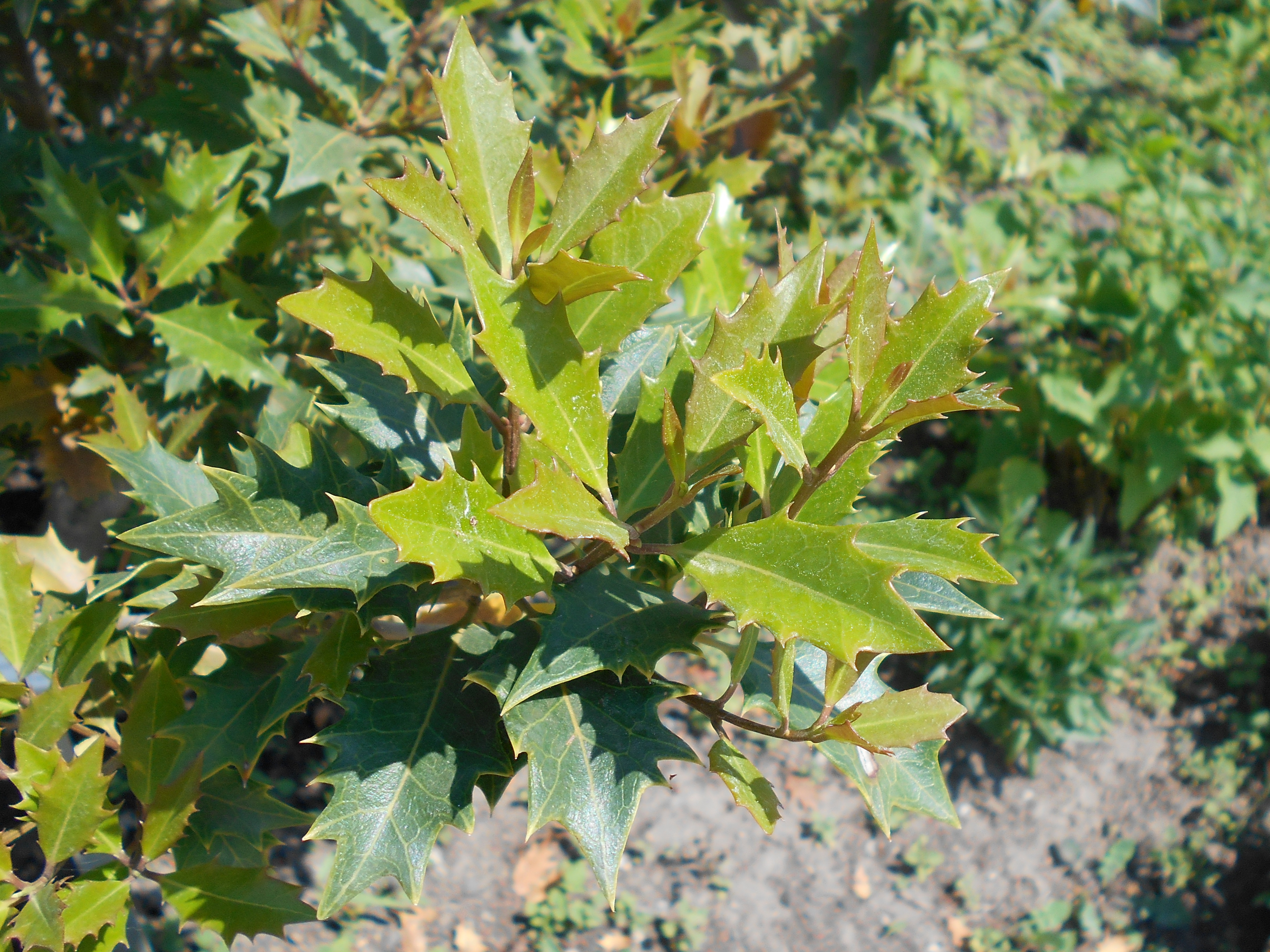 Osmanthus heterophyllus