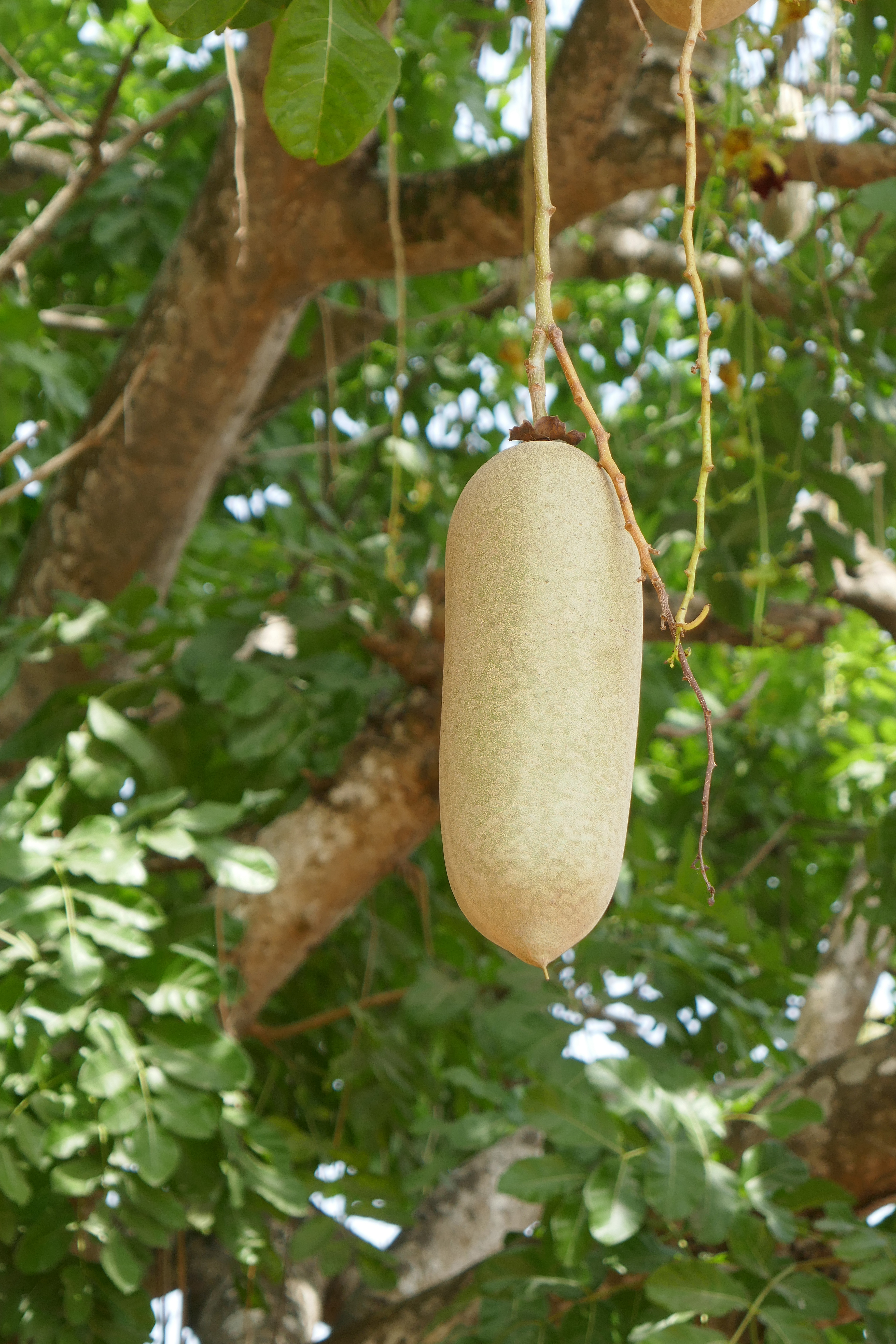 File:Kigelia-Africana-Fruit.JPG - Wikipedia