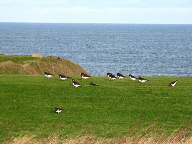 File:Oystercatchers on the Tee - geograph.org.uk - 324224.jpg