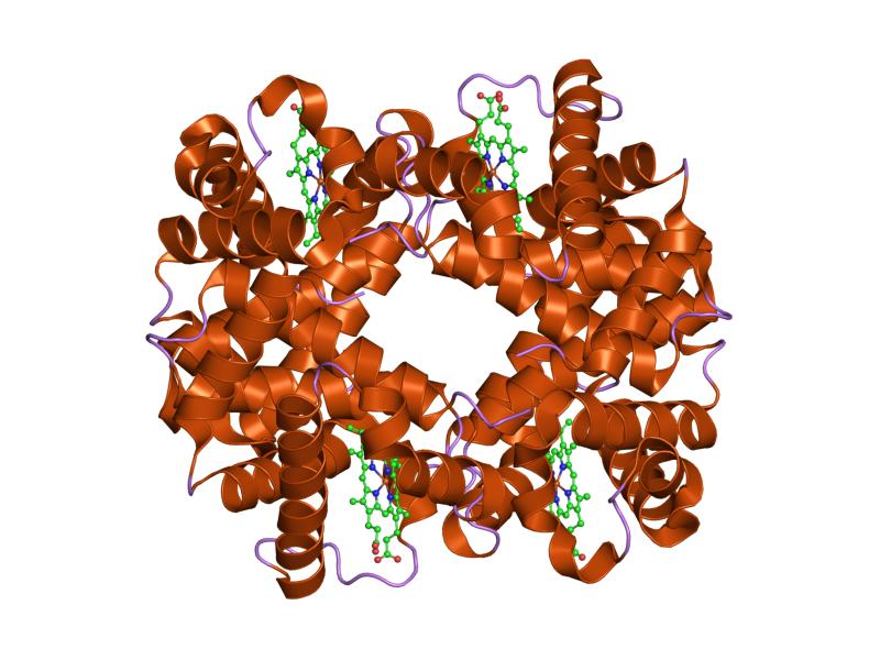 File:PDB 1xxt EBI.jpg