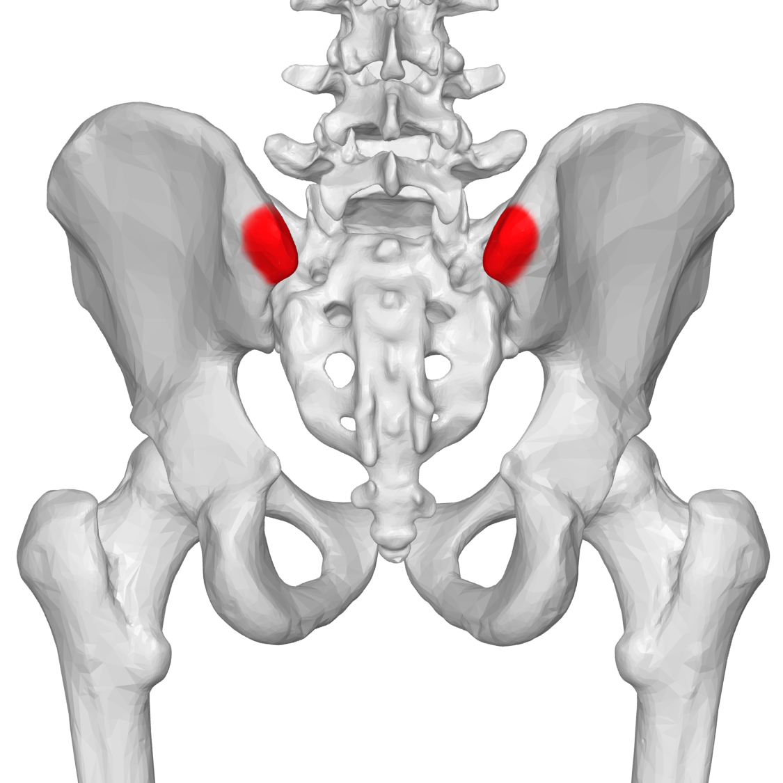 File Psis 03 Posterior View Png Wikimedia Commons