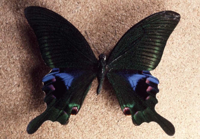 Papilio arcturus ulster