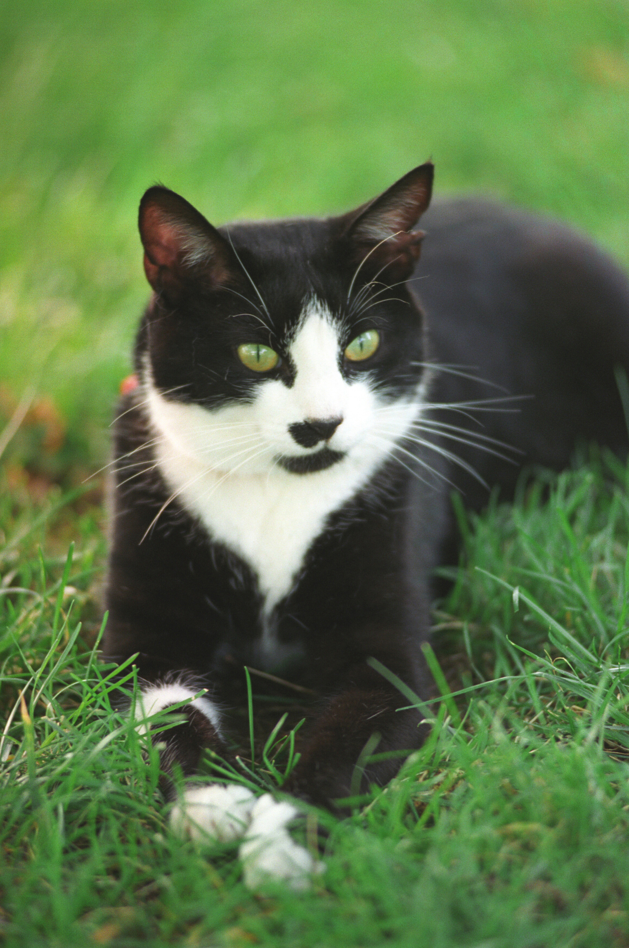 white cat with black spots breed