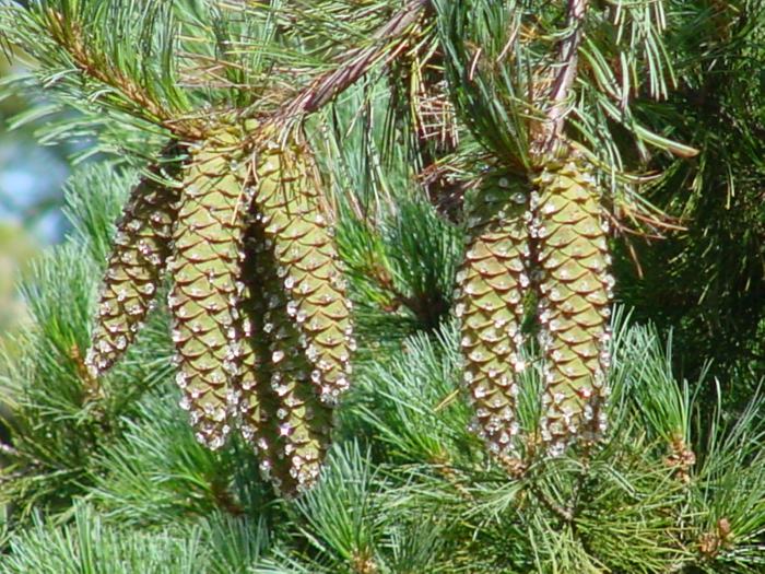 File:Pinus monticola0.jpg