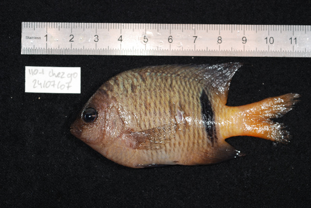 File:Plectroglyphidodon dickii.jpg