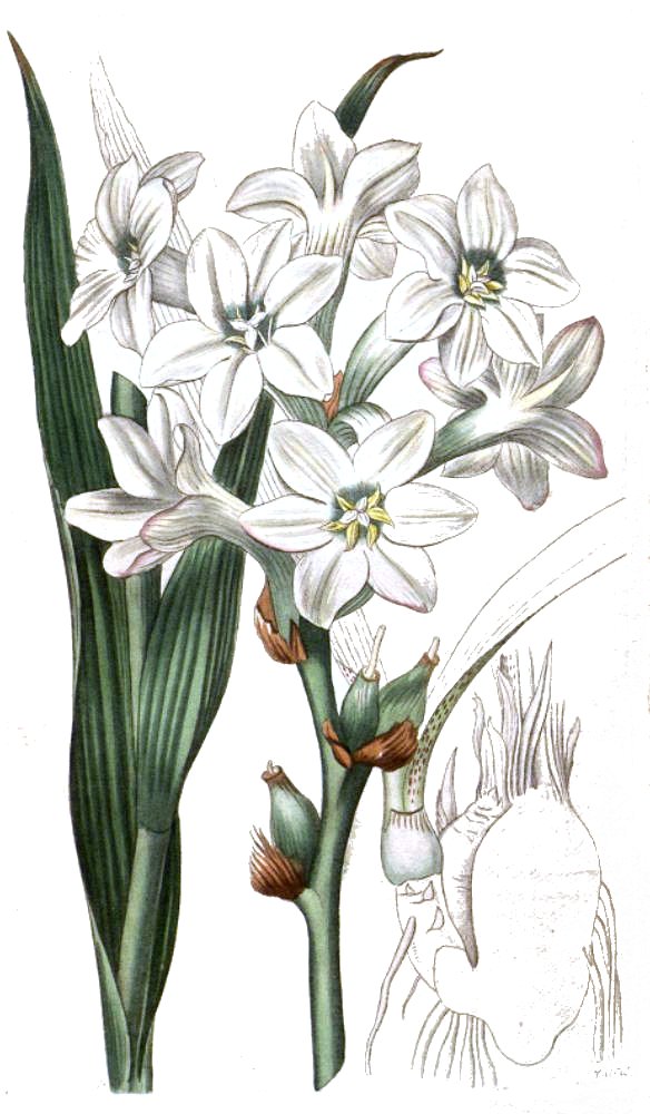 Polianthes tuberosa