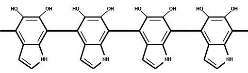 File:Polymelanin.png