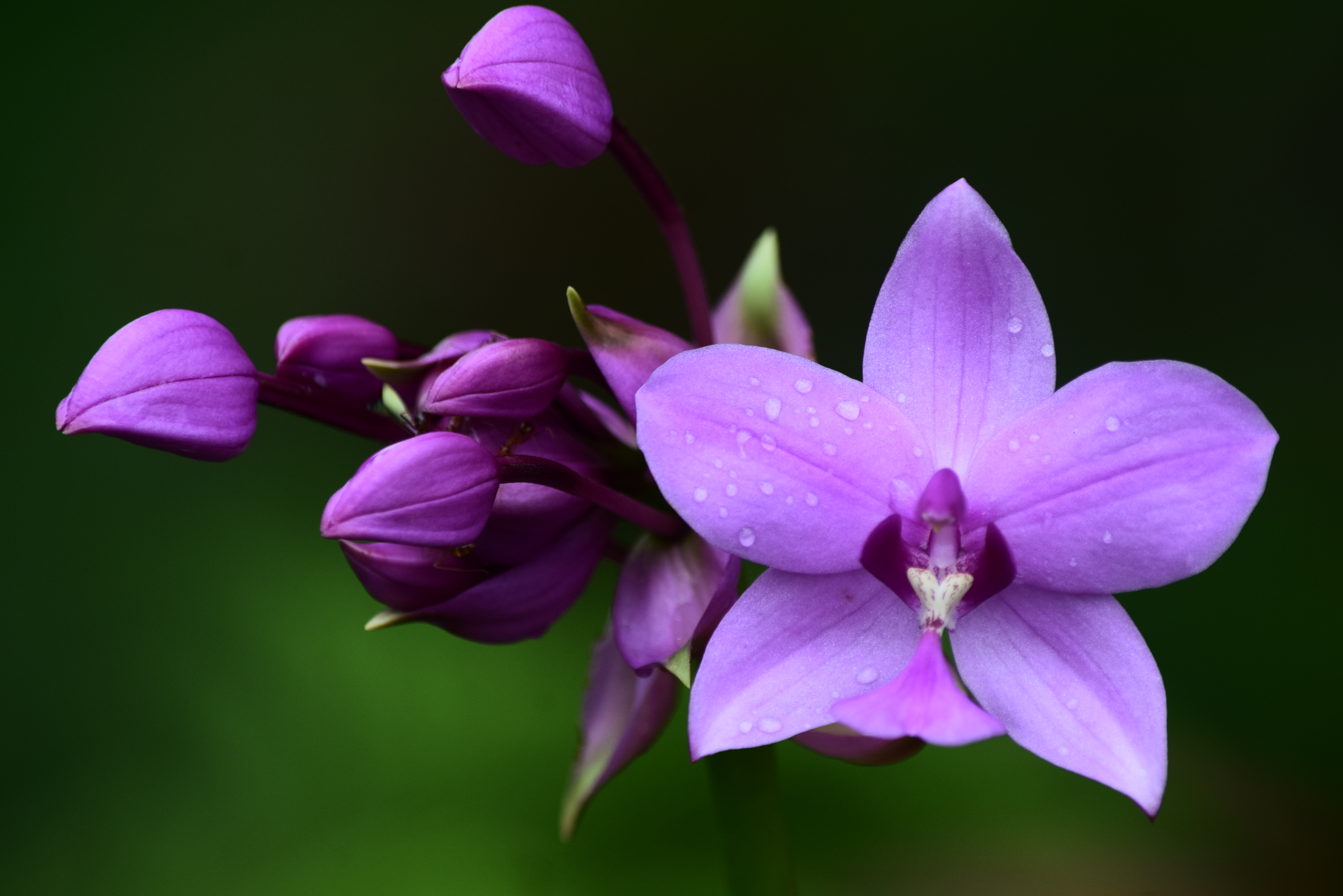 file:purple orchid flower - wikimedia commons