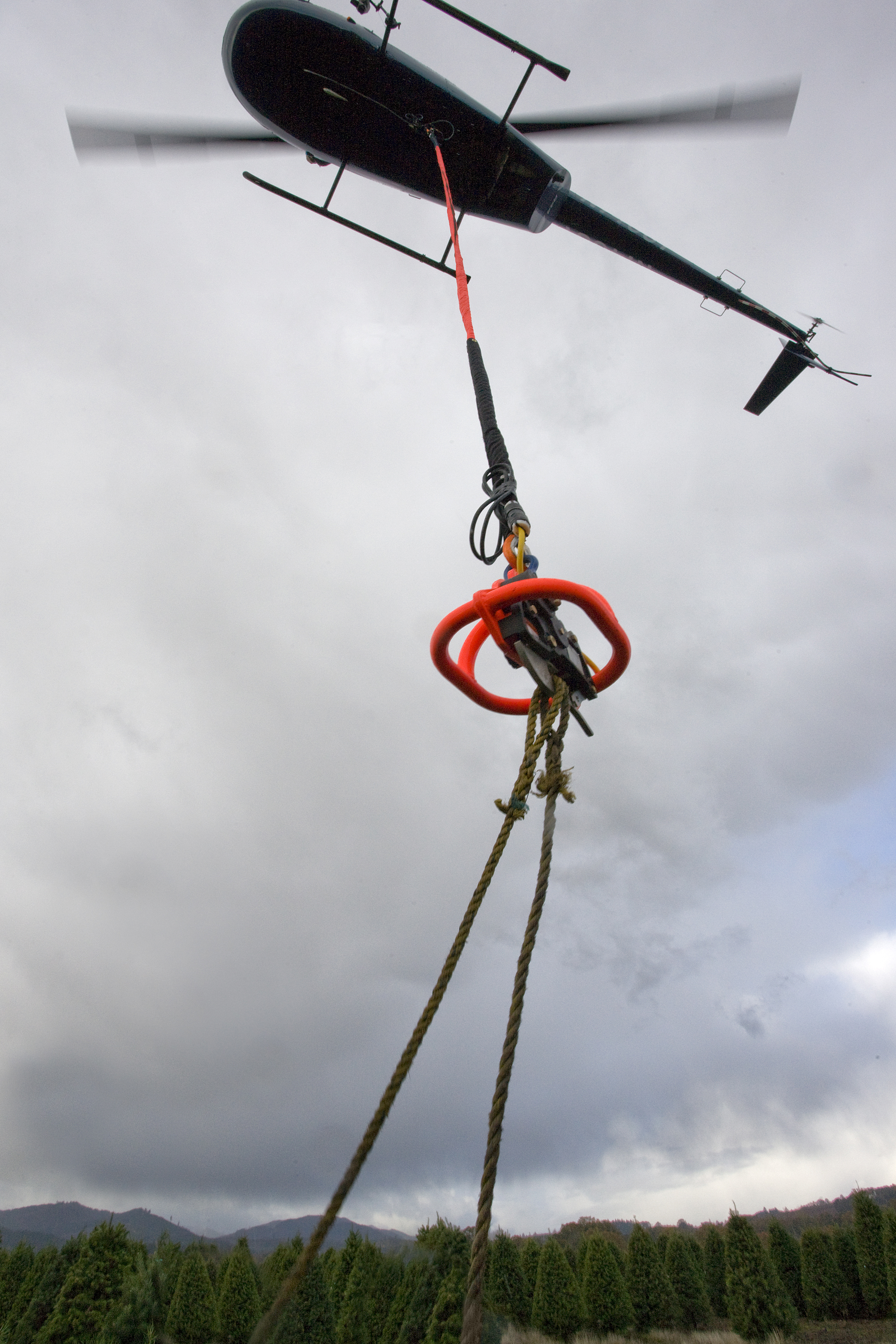 Harvesting Christmas trees by helicopter - Vertical Mag