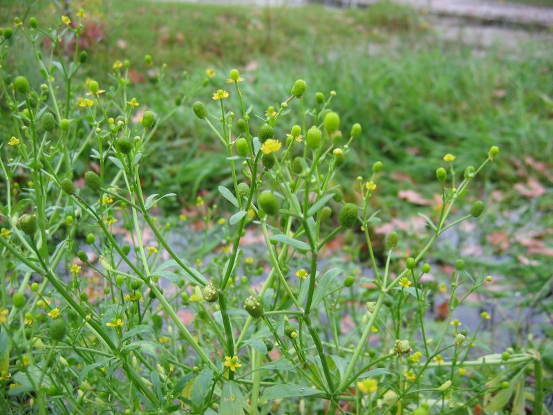 File:Ranunculus sceleratus.jpeg