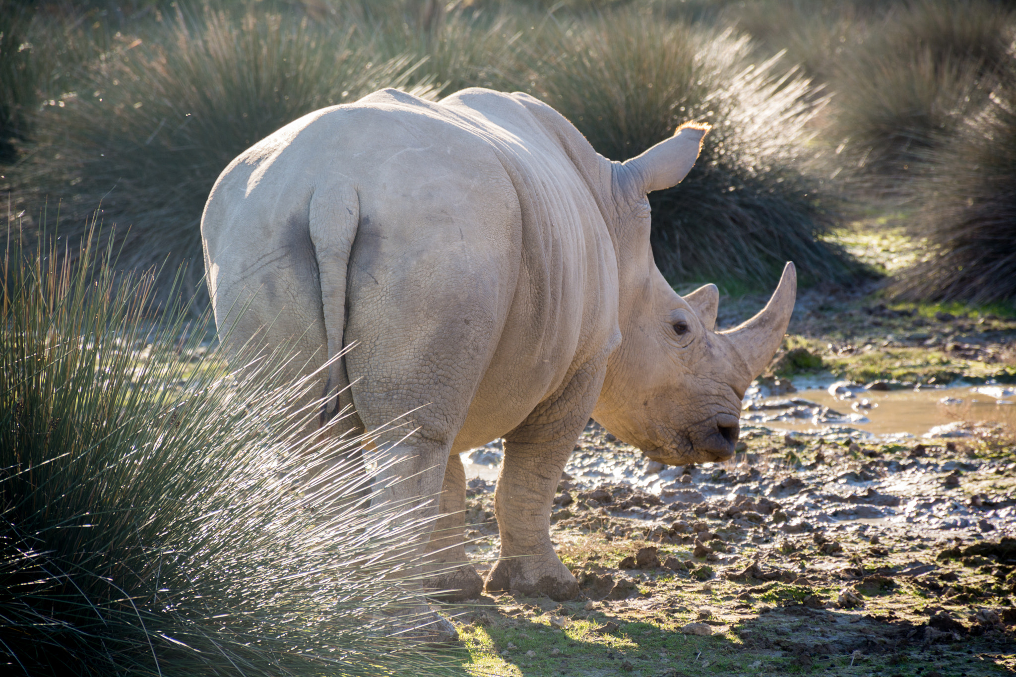 Rhino asses