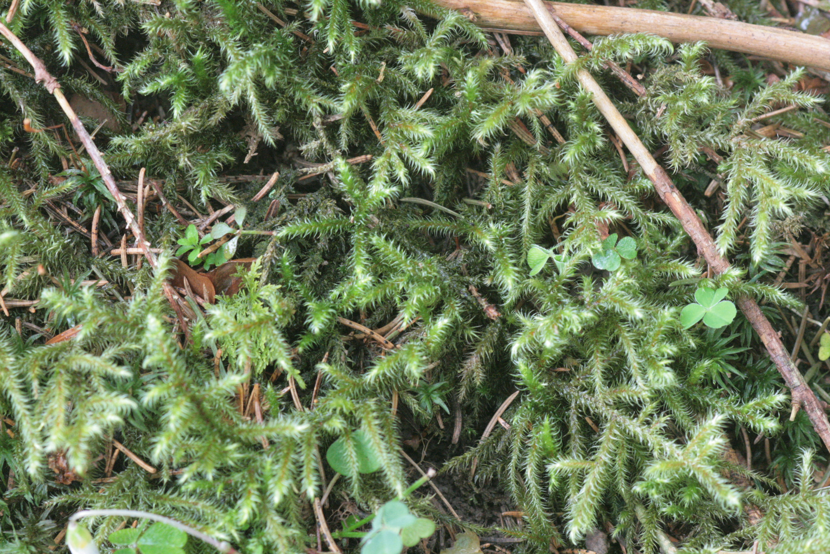 File:O Musgo (Sphagnum russowii) cobre formação rochosa em rio recorte.JPG  - Wikipedia