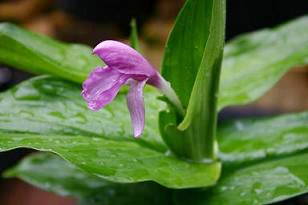 <i>Roscoea australis</i> Species of flowering plant