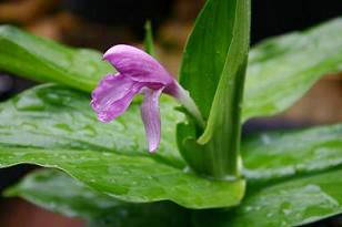 <i>Roscoea australis</i>