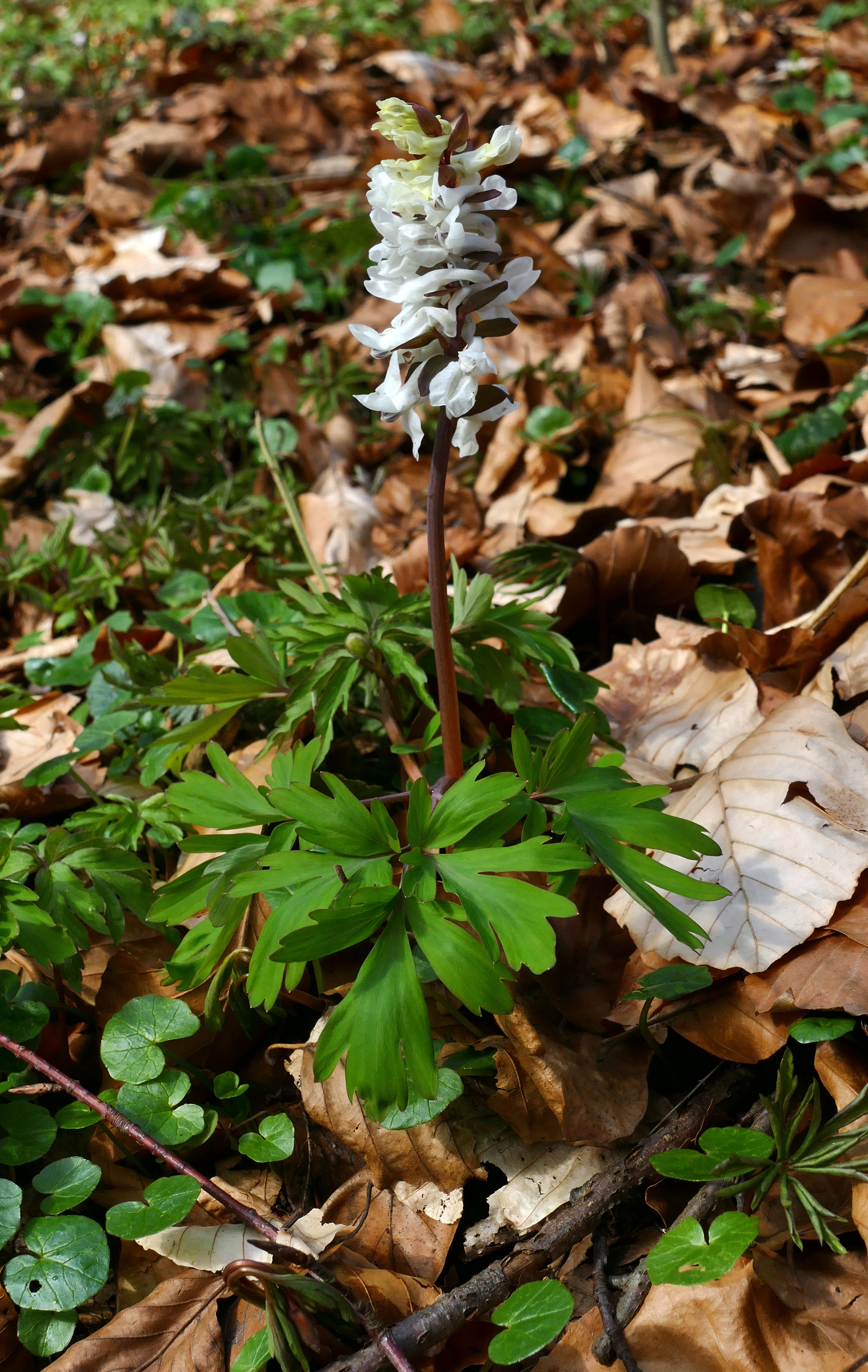 Corydalis paniculigera