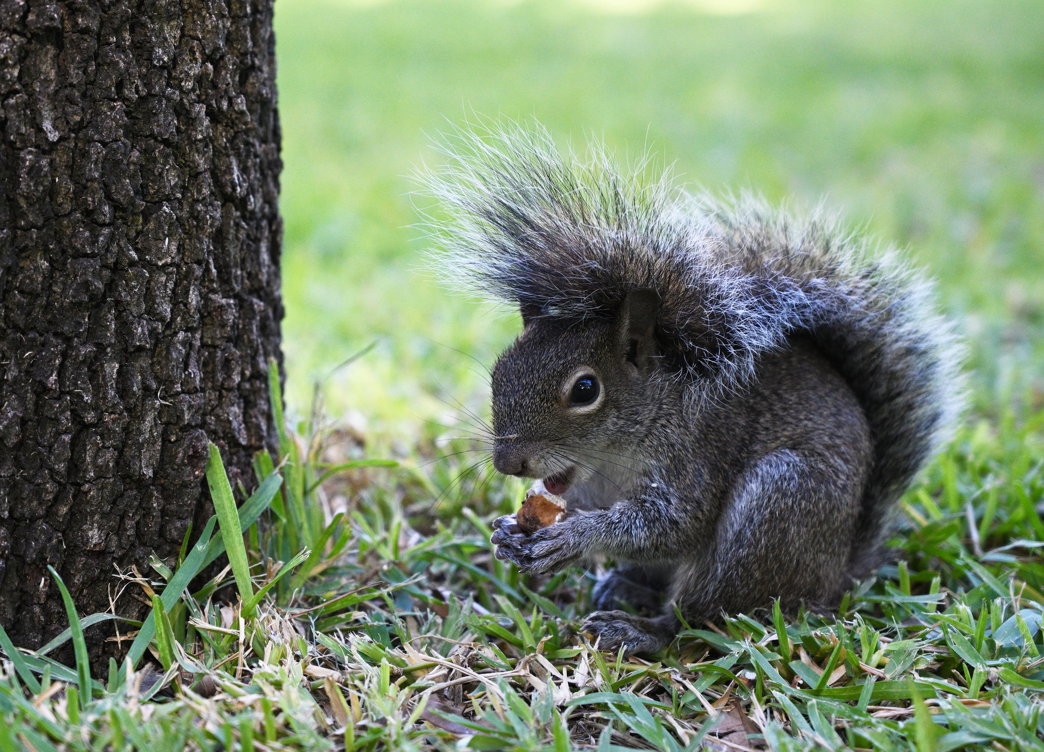 File:Sciurus alleni 57581141.jpg - Wikimedia Commons