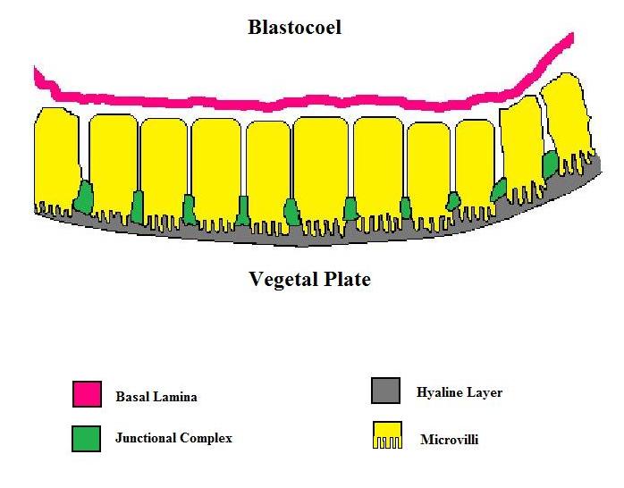 File:Sea Urchin Vegetal Plate.jpg