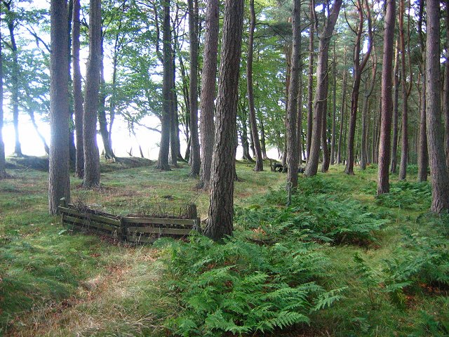 File:Shelterbelt, Wester Bavelaw. - geograph.org.uk - 53959.jpg