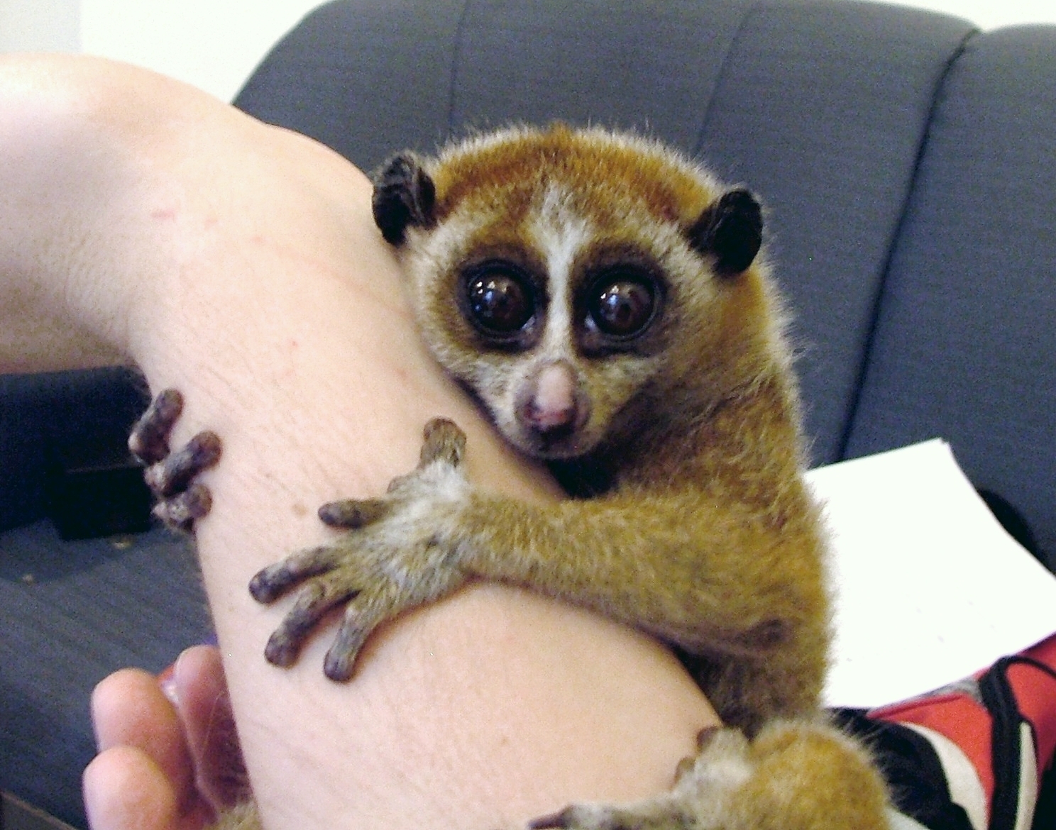 Fileslow Loris Female Wikipedia The Free Encyclopedia