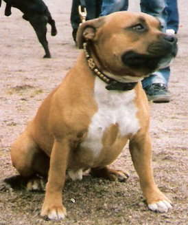 File:Smiling Staffordshire Bull Terrier.jpg