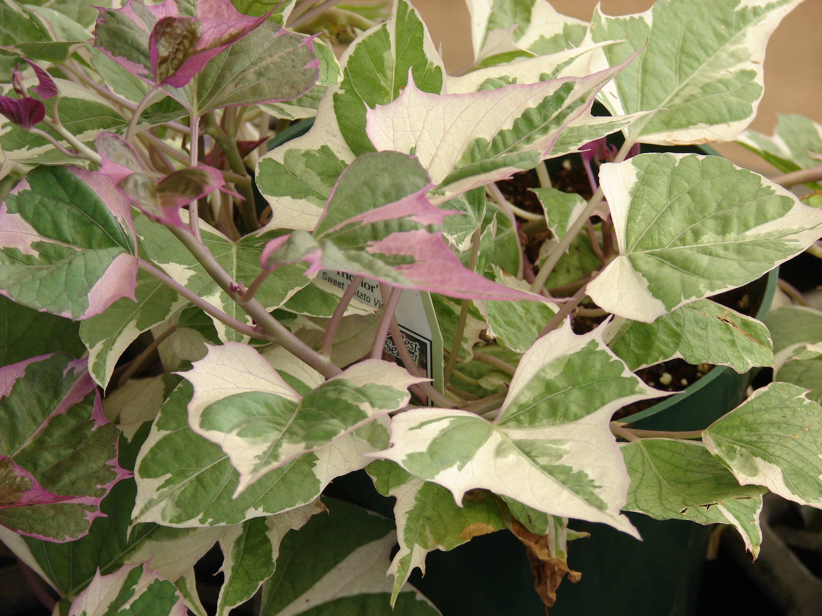 Ипомея батат variegata