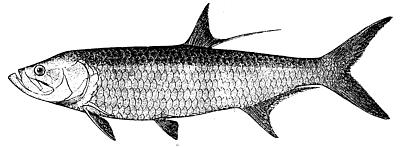 File:Tarpon.jpg