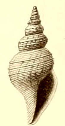 <i>Teretia multicingula</i> Extinct species of gastropod