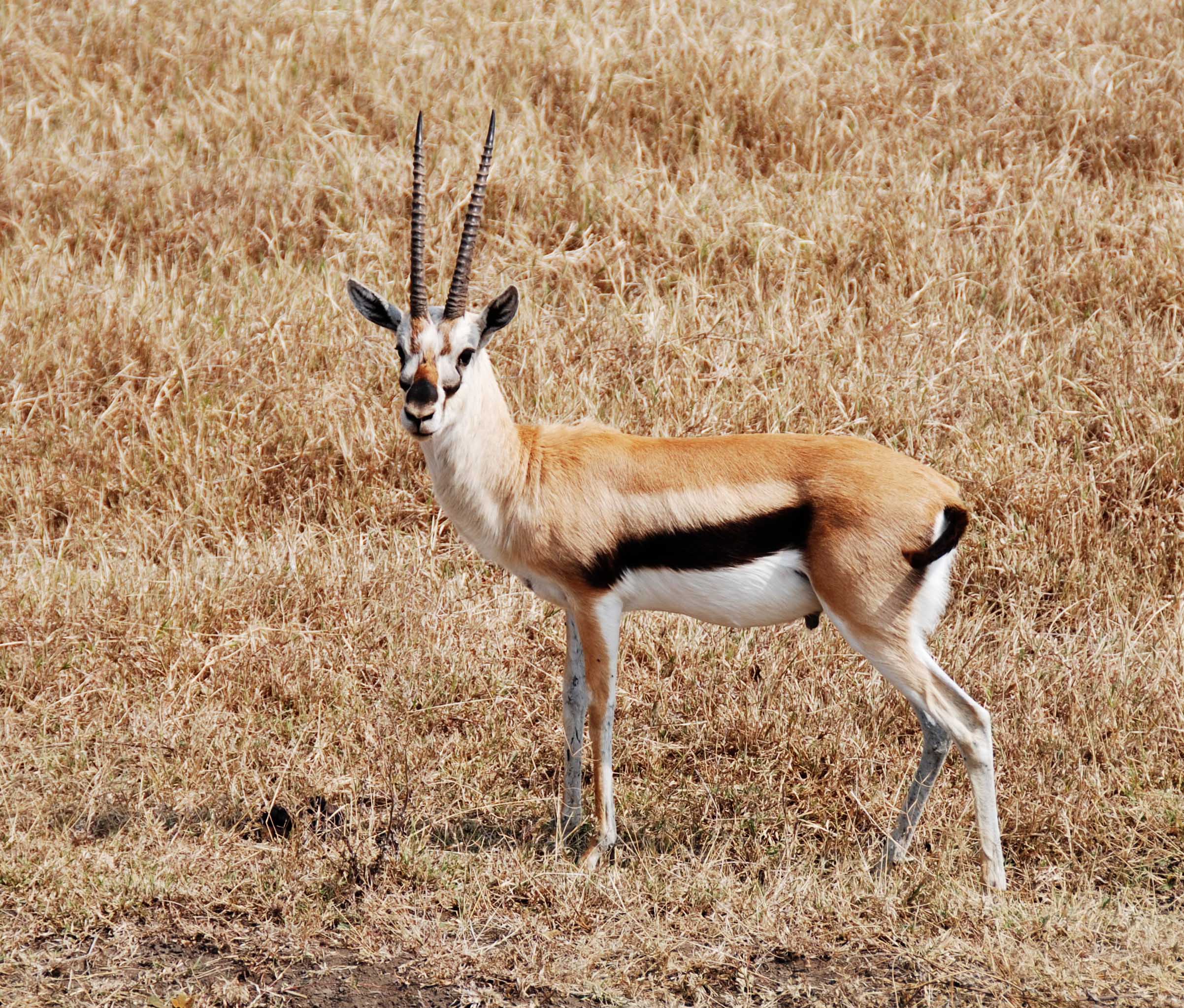 gazelle 35